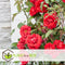Plant in a Box - Rosa Crazy in love 'Red' - set van 2 Klimplanten - Klimroos met rode bladeren - Pot 15cm - Hoogte 60-70cm