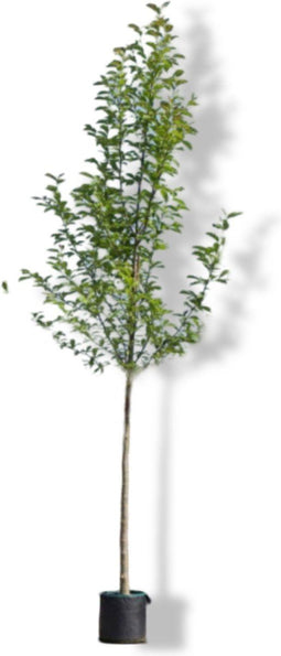 Beverboom | Magnolia kobus 14-18 cm | Bomenbezorgd.nl