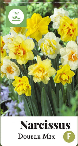 2 stuks Narcissus Dubbel mix 35 bollenJUB