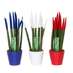 Vrouwentong - Set van 3 - Sansevieria cylindrica - Hoogte 20-40cm - ⌀9cm - Sansevieria Cylindrica FR mix x3
