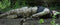 Paintball - DVD - Geweld en angst - Kijkwijzer 12+