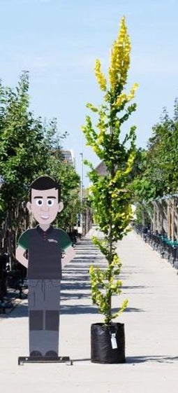 Goudiep laagstam | Ulmus holl. `Wredei' 20-40 cm| Bomenbezorgd.nl