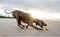 Waboba Pet Fetch Ball