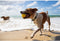 Waboba Pet Fetch Ball