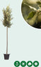 Steeneik Quercus ilex h 375 cm st. omtrek 15 cm st. h 190 cm