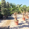 Wagner palm Trachycarpus wagnerianus h 100cm st. h 35cm