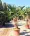 Wagner palm Trachycarpus wagnerianus h 100cm st. h 35cm
