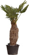 Wagner palm Trachycarpus wagnerianus h 110 cm st. h 45 cm