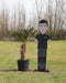 Wagner palm Trachycarpus wagnerianus h 110 cm st. h 45 cm