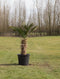 Wagner palm Trachycarpus wagnerianus h 110 cm st. h 45 cm