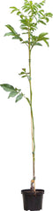 Walnotenboom 'Bella Maria' ‘Juglans r. 'Bella Maria'’ totaalhoogte 200-250 cm stamomtrek 2-4 cm