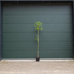 Walnotenboom 'Broadview' | Juglans r. 'Broadview' 2-4 cm | Bomenbezorgd.nl