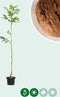 Walnotenboom 'Broadview' | Juglans r. 'Broadview' 2-4 cm | Bomenbezorgd.nl