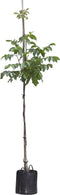 Walnotenboom 'Broadview' | Juglans r. 'Broadview' 6-8 cm | Bomenbezorgd.nl