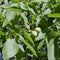 Walnotenboom 'Broadview' | Juglans r. 'Broadview' 6-8 cm | Bomenbezorgd.nl