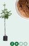 Walnotenboom 'Broadview' | Juglans r. 'Broadview' 6-8 cm | Bomenbezorgd.nl
