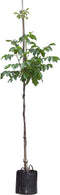 Walnotenboom 'Broadview' | Juglans r. 'Broadview' 6-8 cm | Bomenbezorgd.nl