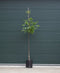 Walnotenboom 'Broadview' | Juglans r. 'Broadview' 6-8 cm | Bomenbezorgd.nl