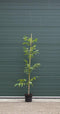 Walnotenboom ‘Buccaneer' - ‘Juglans regia Buccaneer’ 175 - 200 cm totaalhoogte (1 - 3 cm stamomtrek)