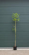 Walnotenboom ‘Buccaneer' - ‘Juglans regia Buccaneer’ 200 - 250 cm totaalhoogte (2 - 4 cm stamomtrek)