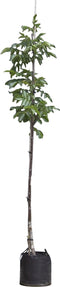 Walnotenboom 'Buccaneer' | Juglans regia 'Buccaneer' 6-8 cm | Bomenbezorgd.nl