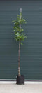 Walnotenboom 'Buccaneer' | Juglans regia 'Buccaneer' 6-8 cm | Bomenbezorgd.nl