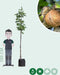 Walnotenboom 'Buccaneer' | Juglans regia 'Buccaneer' 6-8 cm | Bomenbezorgd.nl