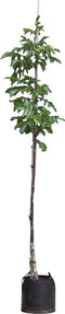 Walnotenboom 'Buccaneer' | Juglans regia 'Buccaneer' 6-8 cm | Bomenbezorgd.nl