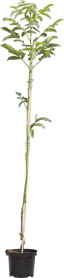 walnotenboom 'Coenen' | Juglans r. 'Coenen' 2-4 cm | Bomenbezorgd.nl