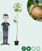 walnotenboom 'Coenen' | Juglans r. 'Coenen' 2-4 cm | Bomenbezorgd.nl