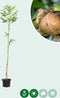 walnotenboom 'Coenen' | Juglans r. 'Coenen' 2-4 cm | Bomenbezorgd.nl