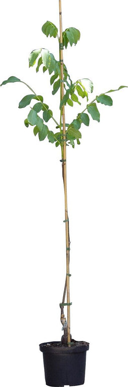 Walnotenboom ‘Lange van Lod' - ‘Juglans regia Lange van Lod’ 175 - 200 cm totaalhoogte (1 - 3 cm stamomtrek)