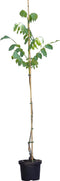 Walnotenboom ‘Lange van Lod' - ‘Juglans regia Lange van Lod’ 175 - 200 cm totaalhoogte (1 - 3 cm stamomtrek)