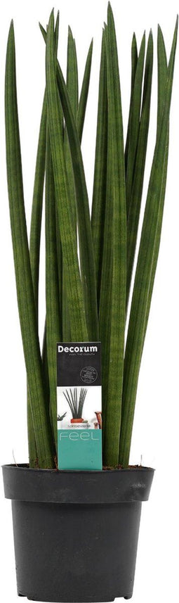 Sansevieria Cylindrica spaghetti ↨ 55cm - hoge kwaliteit planten