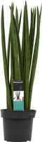 Sansevieria Cylindrica spaghetti ↨ 55cm - hoge kwaliteit planten