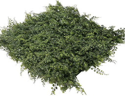 Wandplant l1b1m fern-mix2 per m2
