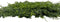 Wandplant l1b1m fern-mix2 per m2