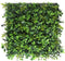 Wandplant l1b1m hydranchea mix3 m2