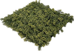 Wandplant l1b1m moss-mix2 per m2