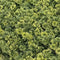 Wandplant l1b1m moss-mix2 per m2