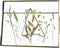 Wants&Needs Fotolijst Dried Flower Messing Brons 20.5 X 2 X 15.2