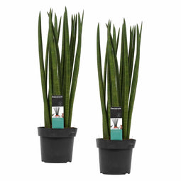 Duo Sansevieria Cylindrica spaghetti ↨ 55cm - 2 stuks - hoge kwaliteit planten