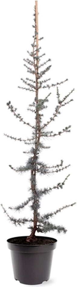 Warentuin natuurlijk - Cedrus libani Glauca 80-100 cm Conifeer