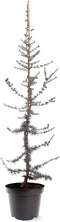 Warentuin natuurlijk - Cedrus libani Glauca 80-100 cm Conifeer