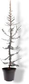 Warentuin natuurlijk - Cedrus libani Glauca 80-100 cm Conifeer