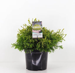 Warentuin Natuurlijk - Chamaecyparis obtusa tsatsumi gold 30 cm