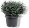Warentuin Natuurlijk - Chamaecyparis pis. Blue Moon pbr 20-25 cm Co...