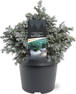 Warentuin Natuurlijk - Chamaecyparis pis. Blue Planet pbr 25-30 cm...