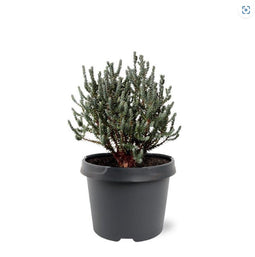 Warentuin Natuurlijk - Chamaecyparis thyoides Blue Rock 20-25 cm Co...