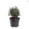 Warentuin Natuurlijk - Chamaecyparis thyoides Blue Rock 20-25 cm Co...